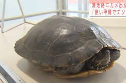 Як саме тварина опинилася на злітно-посадковій смузі – невідомо