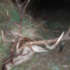 У браконьєра було виявлено голову самця оленя з рогами