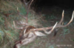 Охорона затримала в Чорнобильській зоні браконьєра з головою оленя (фото)