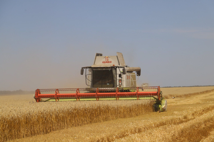 Врожайність озимої пшениці цього року &ndash; найкраща за тридцять років незалежності - Рекордний урожай в Україні. Гідрометцентр пояснює, як це вдалось і чого чекати у 2022 році
