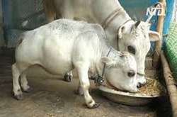 Корова Рані посмертно отримала титул найменшої та наймилішої в історії