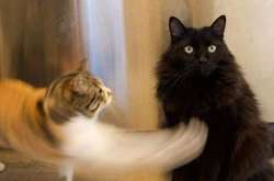 Жизнь с двумя котами тут же становится в два раза внезапнее и веселее. Курьезные фото