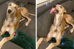 Эти дурашливые собаки выражением своих мордашек легко разгонят любую тоску Курьезные фото