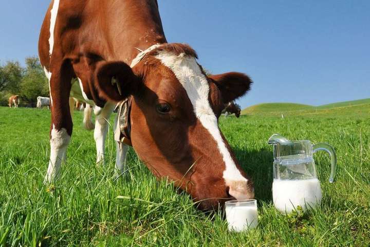 Арабська країна візьметься за розведення корів в Україні