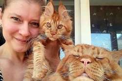 Мурчат так, что земля трясется. Курьезные фото ну очень больших котиков