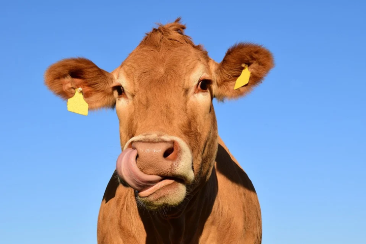 Арабская страна возьмется за разведение коров в Украине