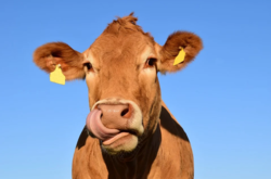 Арабская страна возьмется за разведение коров в Украине