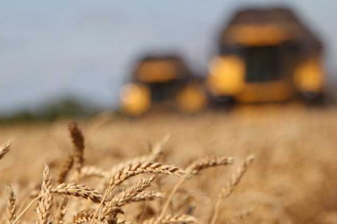 Рекордний урожай в Україні. Агрометеоролог стверджує, що це не межа
