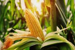  Зараз кукурудза прекрасно почуває себе по всій Україні  
