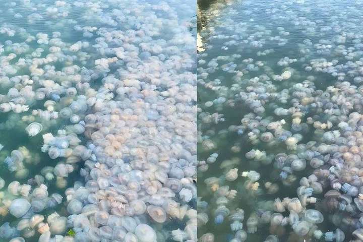 Одеський порт заполонили медузи (фото)