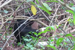 Вчені зазначали, що під час акту самець відчував насолоду