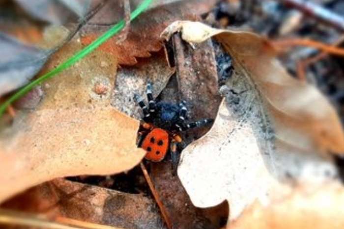 Красивий і небезпечний: у лісі в Києві виявили отруйного павука (фото)