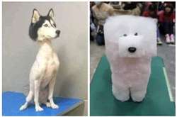 Курьезные фото собачьих стрижек, которые пошли не по плану