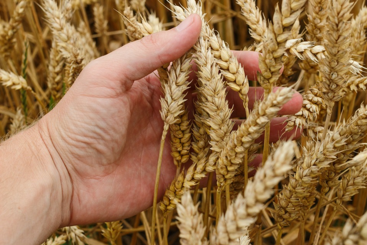 Рекордный урожай в Украине. Агрометеоролог утверждает, что это не предел
