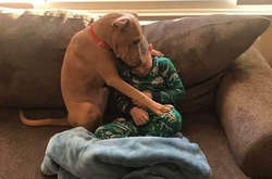 Нет лучшего помощника, чем домашние питомцы. Подборка трогательных моментов