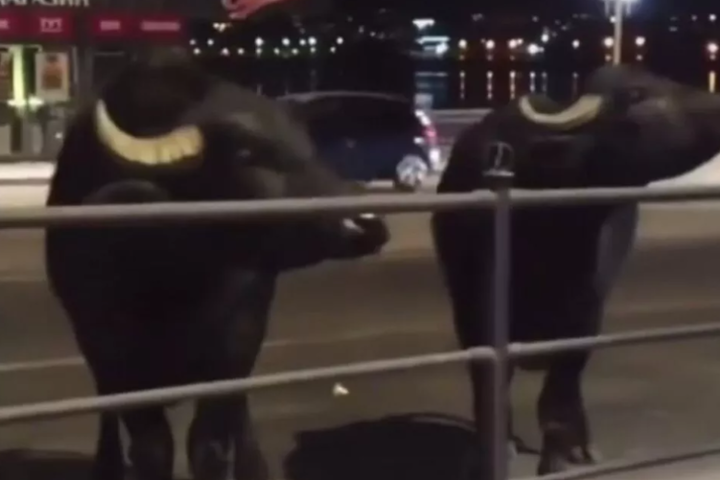 У Тернополі вулицями міста гуляли буйволи (відео)