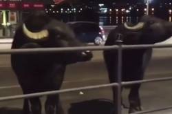 У Тернополі вулицями міста гуляли буйволи (відео)