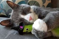 Как маленькие детки. Курьезные фото домашних питомцем, которые обожают свои игрушки