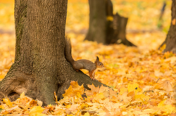 Синоптики предупредили украинцев о ночных заморозках