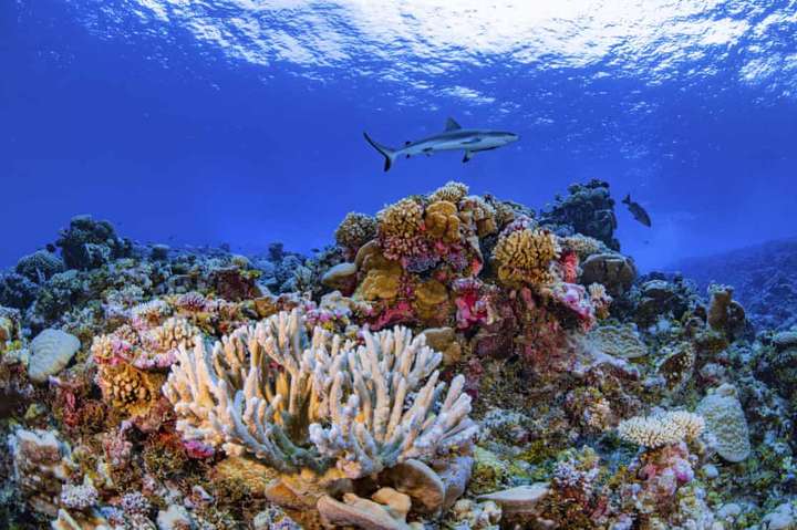 Експерти б'ють на сполох, заявляючи про масову загибель коралів по всьому світу