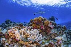 Експерти б'ють на сполох, заявляючи про масову загибель коралів по всьому світу