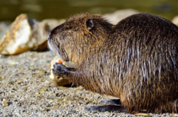 В Чернобыльском заповеднике показали грызуна из Южной Америки: яркие фото 