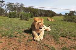 Нардепи Столар і Фельдман відправлять в Африку левеня, врятоване з ресторану