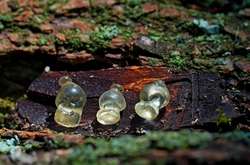 На Полтавщине найдены уникальные стеклянные украшения, которым 2500 лет (фото)