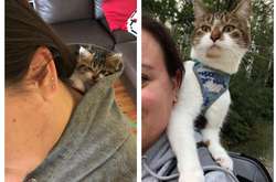 Когда домашние питомцы подросли, но остались верными детским привычкам. Курьезные фото