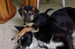 Эти питомцы жили очень счастливо, пока не появился еще один любимец. Курьезные фото