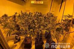 Порушник облаштував спеціальне приміщення для вирощування кущів конопель