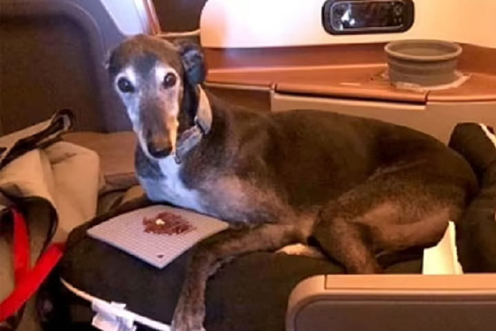Великого собаку пустили у бізнес-клас літака, аби підтримав свою господиню (фото)