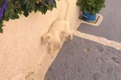 Когда предметы и питомцы так ловко вписались в окружающую среду, что почти исчезли