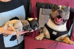 Эти безумно милые бульдоги виновны в краже наших сердец. Курьезные фото