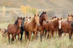 Ревізія ДП «Конярство України» виявила махінації на 3 млрд грн