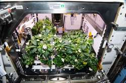 На Міжнародній космічній станції вперше виростили перець чилі