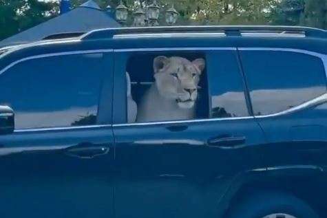 Харківський депутат возить у машині живого лева (відео) 