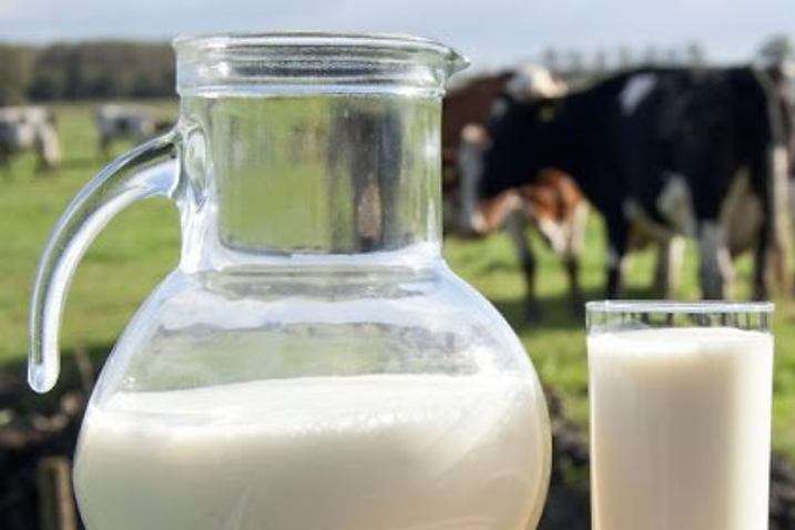 У Великій Британії фермери зливають молоко в каналізацію через брак фур