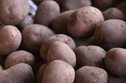 Українці купляють картоплю вп’ятеро дорожче, ніж вона йде на експорт