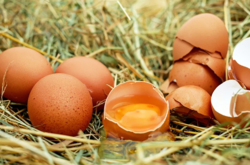 Стало известно, почему Украина импортирует куриные яйца из Беларуси