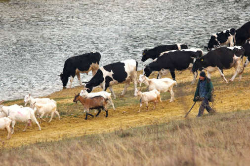 Власники худоби отримають доплати від держави. Кому скільки перепаде