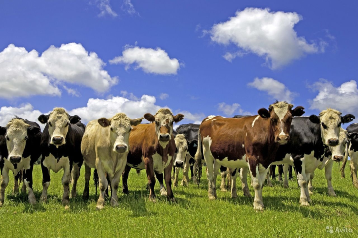 Владельцы скота получат доплаты от государства. Кому сколько достанется 