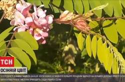 Посеред осені у Вінниці зацвіла акація