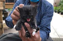 Эти котики никому не дадут забыть об их хищной натуре. Курьезные фото