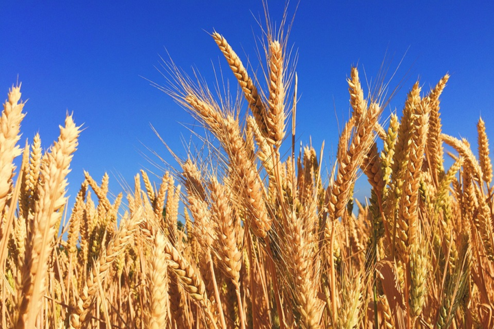 Рекордный урожай не помог: Украина в этом году будет вынуждена импортировать зерно
