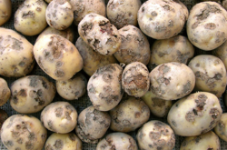 Картофель, который болен на рак, нельзя есть