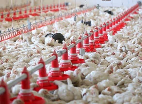 Компанія &laquo;Гаврилівські курчата&raquo; закрила виробництво курятини - Суд відкрив справу про банкрутство відомого виробника курятини 