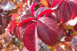 Місцями у неділю повітря прогріється до +17