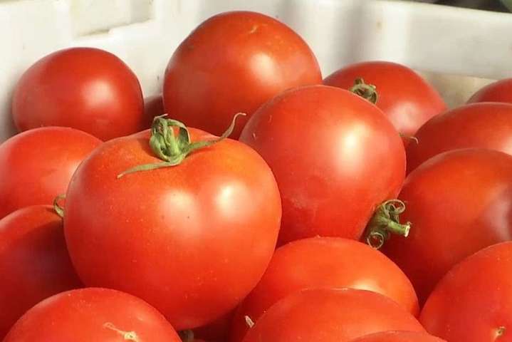 На Херсонщині на полі зафільмували покинуту гору помідорів (відео)