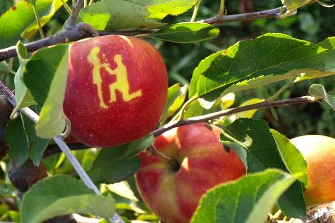 На Дніпропетровщині вирощують яблука з картинками (фото)